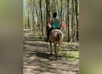 American Paint Horse, Caballo castrado, 6 años, 155 cm, Sabino