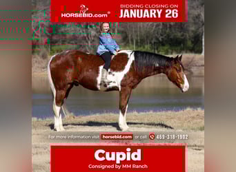 American Paint Horse, Caballo castrado, 6 años, 157 cm, Castaño rojizo