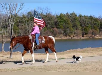 American Paint Horse, Caballo castrado, 6 años, 157 cm, Castaño rojizo