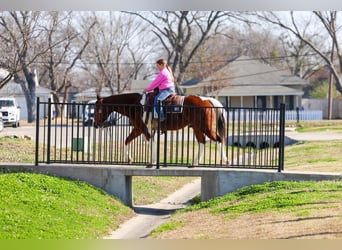 American Paint Horse, Caballo castrado, 6 años, 157 cm, Castaño rojizo