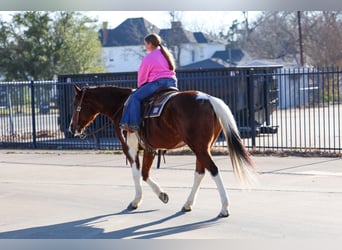 American Paint Horse, Caballo castrado, 6 años, 157 cm, Castaño rojizo