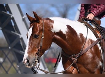 American Paint Horse, Caballo castrado, 6 años, Pío
