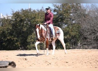 American Paint Horse, Caballo castrado, 6 años, Pío