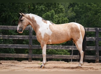 American Paint Horse Mestizo, Caballo castrado, 6 años, Pío