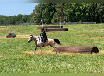 American Paint Horse Mestizo, Caballo castrado, 6 años, Pío