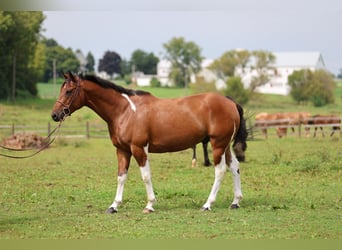 American Paint Horse Mestizo, Caballo castrado, 6 años, Pío
