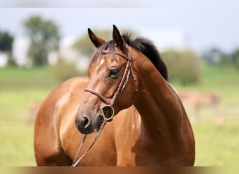American Paint Horse Mestizo, Caballo castrado, 6 años, Pío
