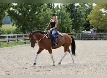 American Paint Horse Mestizo, Caballo castrado, 6 años, Pío
