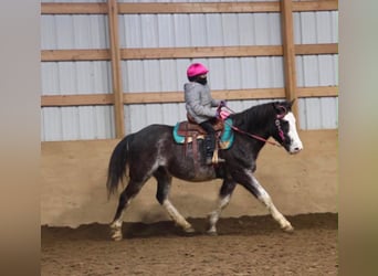 American Paint Horse, Caballo castrado, 7 años, 142 cm, Ruano azulado