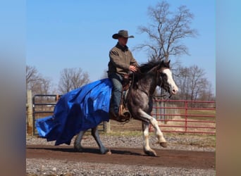 American Paint Horse, Caballo castrado, 7 años, 142 cm, Ruano azulado