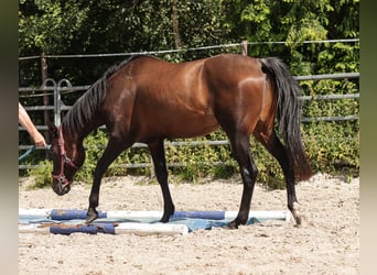 American Paint Horse, Caballo castrado, 7 años, 150 cm, Castaño