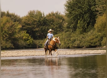 American Paint Horse, Caballo castrado, 7 años, 150 cm, Pío