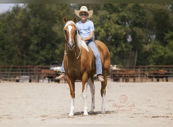 American Paint Horse, Caballo castrado, 7 años, 150 cm, Pío