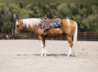 American Paint Horse, Caballo castrado, 7 años, 150 cm, Pío