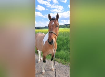 American Paint Horse, Caballo castrado, 7 años, 150 cm, Tobiano-todas las-capas