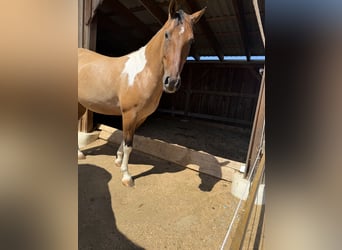 American Paint Horse, Caballo castrado, 7 años, 150 cm, Tobiano-todas las-capas