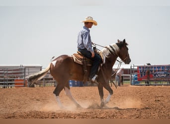 American Paint Horse, Caballo castrado, 7 años, 152 cm, Tobiano-todas las-capas