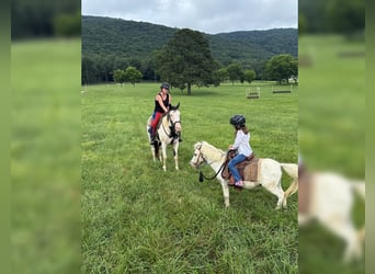 American Paint Horse, Caballo castrado, 7 años, 152 cm, Tovero-todas las-capas