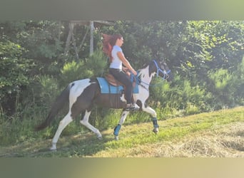 American Paint Horse Mestizo, Caballo castrado, 7 años, 155 cm, Pío