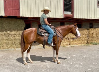 American Paint Horse, Caballo castrado, 7 años, 157 cm, Alazán rojizo