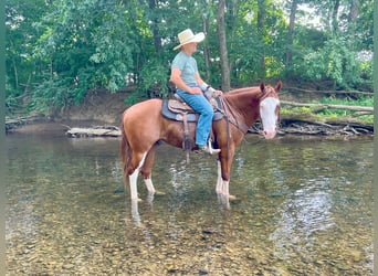 American Paint Horse, Caballo castrado, 7 años, 157 cm, Alazán rojizo