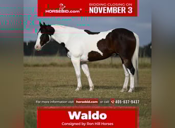 American Paint Horse, Caballo castrado, 7 años, 157 cm