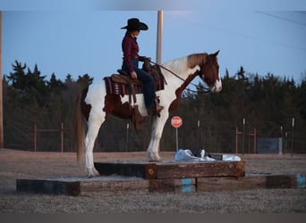 American Paint Horse, Caballo castrado, 7 años, 157 cm, Pío
