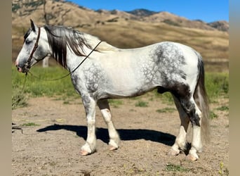 American Paint Horse, Caballo castrado, 7 años, 157 cm, Tordo