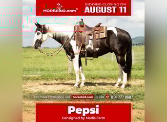 American Paint Horse Mestizo, Caballo castrado, 7 años, 160 cm