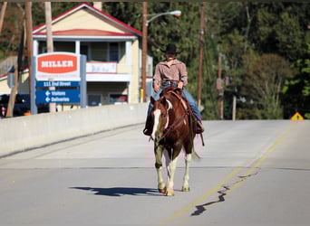 American Paint Horse, Caballo castrado, 7 años, 160 cm, Pío