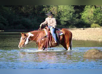 American Paint Horse, Caballo castrado, 7 años, 160 cm, Pío