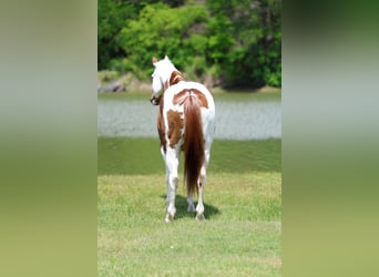 American Paint Horse, Caballo castrado, 7 años, Alazán rojizo
