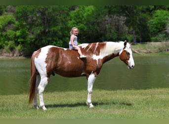 American Paint Horse, Caballo castrado, 7 años, Alazán rojizo