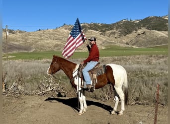 American Paint Horse, Caballo castrado, 7 años, Alazán-tostado