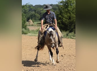 American Paint Horse, Caballo castrado, 7 años, Buckskin/Bayo