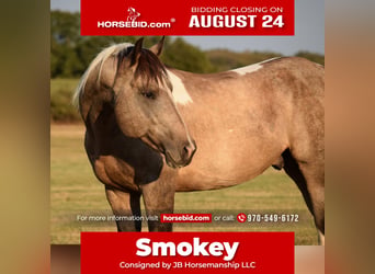 American Paint Horse, Caballo castrado, 7 años, Buckskin/Bayo