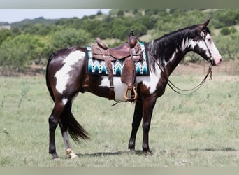 American Paint Horse, Caballo castrado, 7 años, Pío