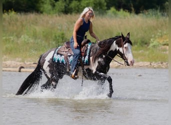 American Paint Horse, Caballo castrado, 7 años, Pío