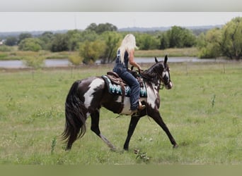 American Paint Horse, Caballo castrado, 7 años, Pío