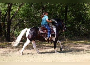 American Paint Horse Mestizo, Caballo castrado, 7 años, Pío
