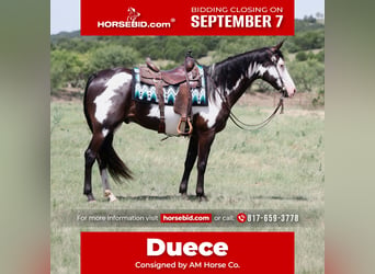 American Paint Horse, Caballo castrado, 7 años, Pío