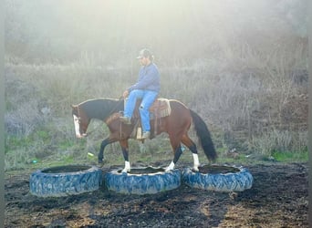 American Paint Horse, Caballo castrado, 8 años, 137 cm, Castaño rojizo