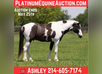 American Paint Horse, Caballo castrado, 8 años, 145 cm, Tobiano-todas las-capas