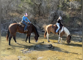 American Paint Horse, Caballo castrado, 8 años, 147 cm, Pío