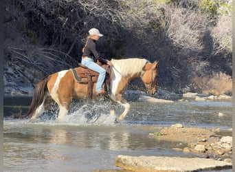 American Paint Horse, Caballo castrado, 8 años, 147 cm, Pío
