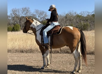 American Paint Horse, Caballo castrado, 8 años, 147 cm, Pío