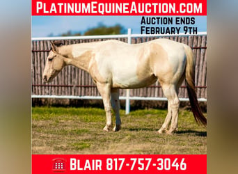 American Paint Horse, Caballo castrado, 8 años, 147 cm, Tobiano-todas las-capas