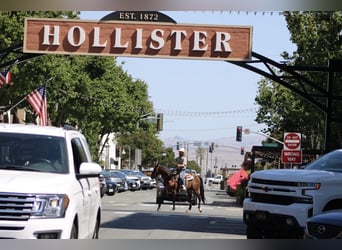 American Paint Horse, Caballo castrado, 8 años, 150 cm, Castaño rojizo