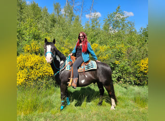 American Paint Horse, Caballo castrado, 8 años, 150 cm, Overo-todas las-capas