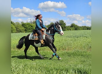 American Paint Horse, Caballo castrado, 8 años, 150 cm, Overo-todas las-capas